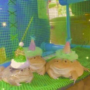 Meet your Posher, Genesis